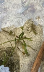 Potamogeton ochreatus