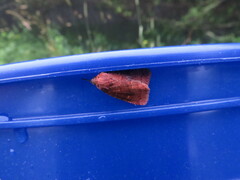 Pseudorthodes vecors