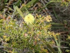 Melaleuca thymoides