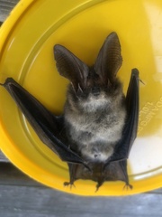 Nyctophilus geoffroyi