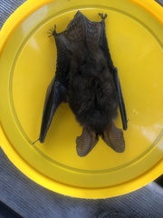 Nyctophilus geoffroyi