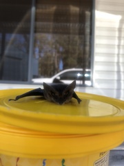 Nyctophilus geoffroyi