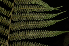 Polystichum discretum