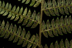 Polystichum discretum