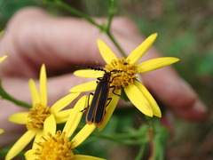Pseudolycus marginatus