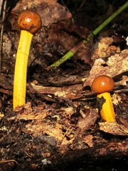 Tolypocladium capitatum