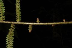 Polystichum discretum