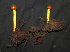 Tolypocladium capitatum