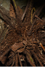 Polystichum discretum