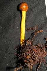 Tolypocladium capitatum