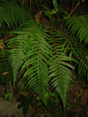 Polystichum discretum