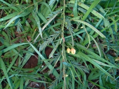 Chamaecrista mimosoides