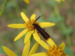 Pseudolycus marginatus
