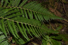 Polystichum discretum