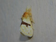 Euproctis molunduana