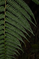 Polystichum discretum