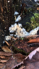 Radulomyces copelandii