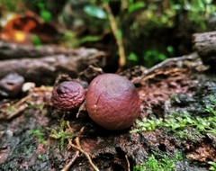 Lycoperdon fuligineum