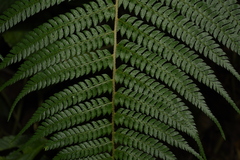Polystichum discretum