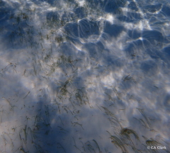 Syringodium filiforme