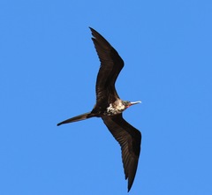 Fregata magnificens