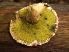 Hypomyces luteovirens