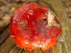 Hypomyces luteovirens