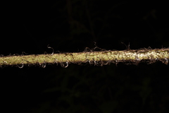 Polystichum discretum