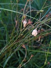 Wahlenbergia undulata