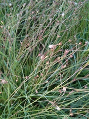 Wahlenbergia undulata