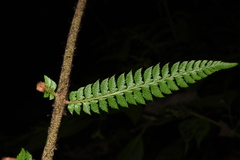 Polystichum discretum