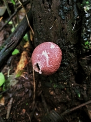 Lycoperdon fuligineum