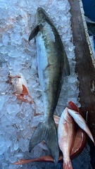 Rachycentron canadum