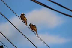 Pitangus sulphuratus