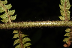 Polystichum discretum