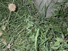 Urochloa distachya