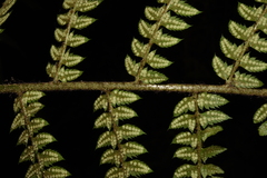 Polystichum discretum