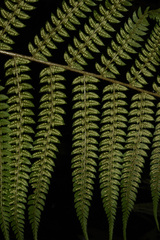 Polystichum discretum