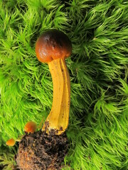 Tolypocladium capitatum