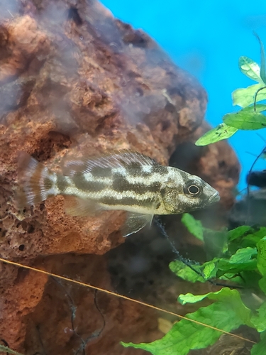 Livingston's cichlid (Nimbochromis livingstonii) — Cichlidae — 5