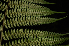 Polystichum discretum