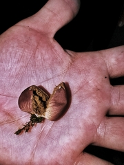 Lycoperdon fuligineum