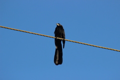 Crotophaga sulcirostris