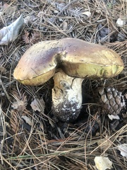 Boletus regineus