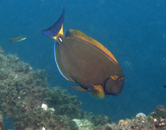 Acanthurus dussumieri