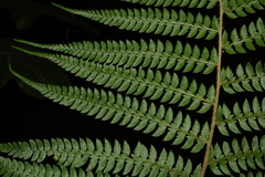Polystichum discretum