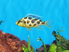 Nimbochromis venustus
