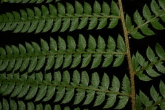 Polystichum discretum