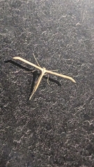 Pterophorinae