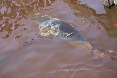 Arapaima gigas